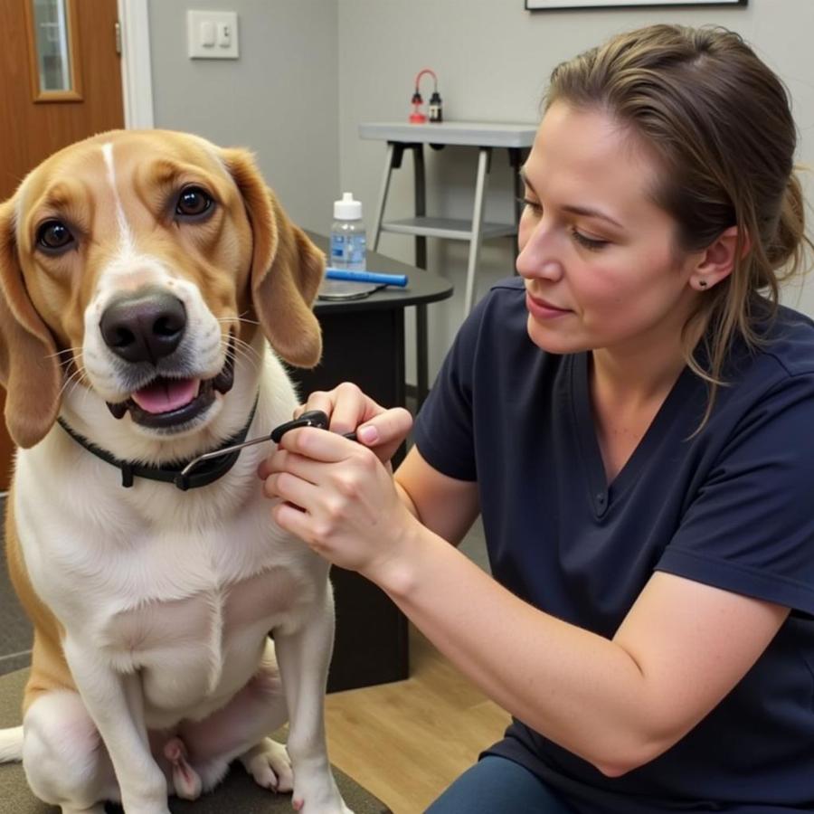 Abington dog groomer trimming a dog's nails