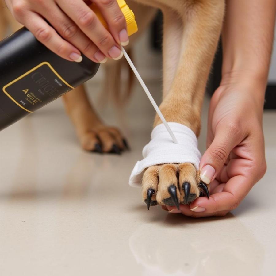 Applying bitter apple spray to a dog bandage to prevent licking.