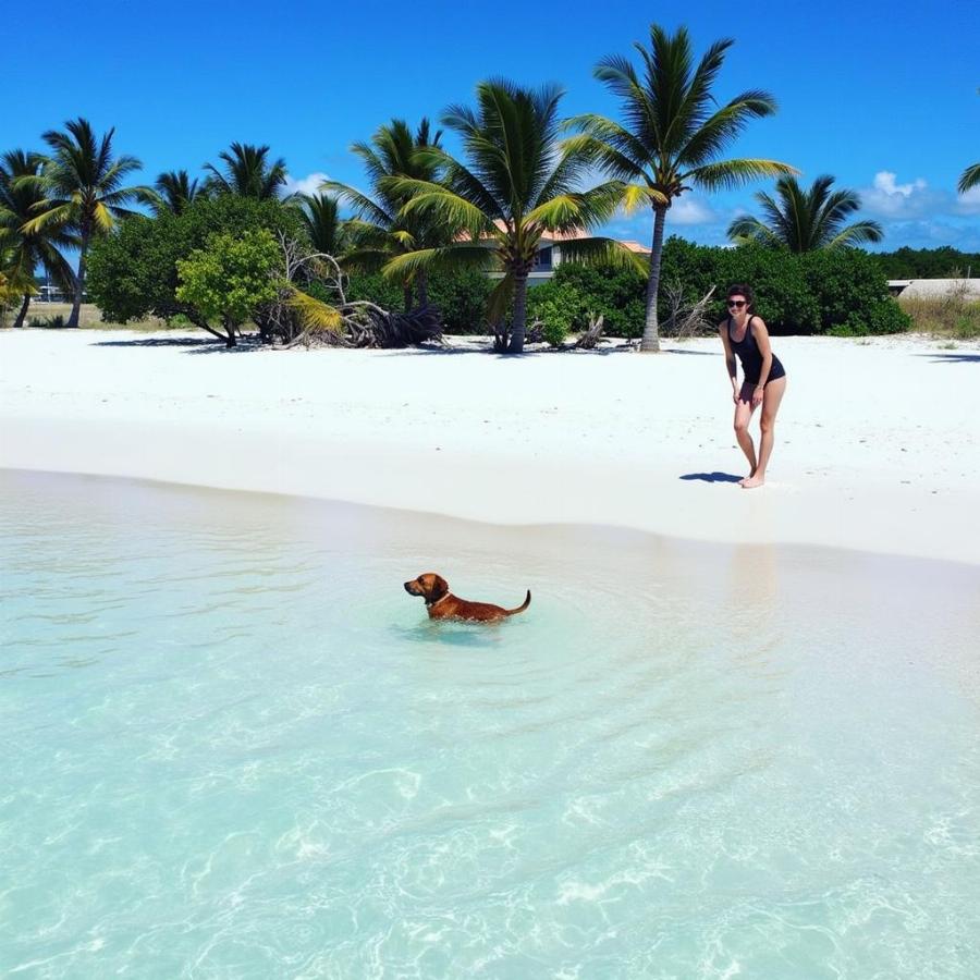 Dog Swimming at Bahia Honda State Park