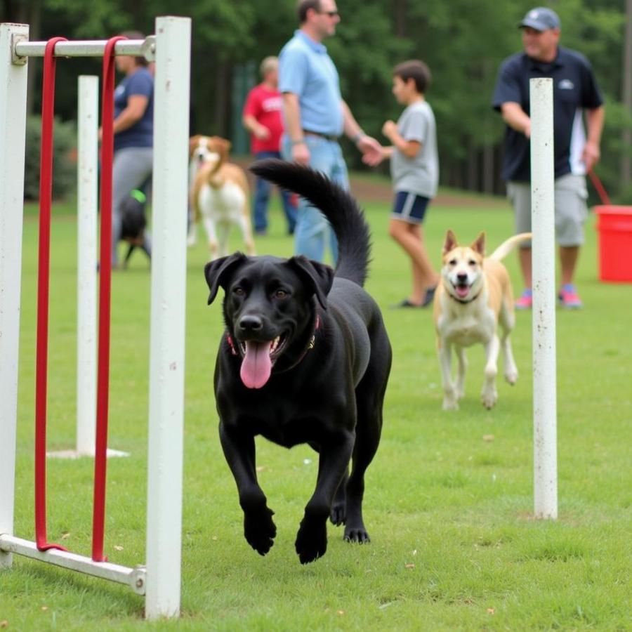 Dog enjoying the agility course at Bill Archer Dog Park