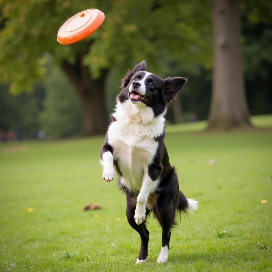 Border Collie playing frisbee