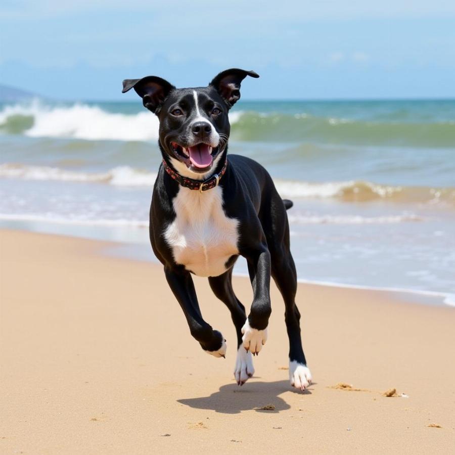 Boxer Terrier mix running on the beach