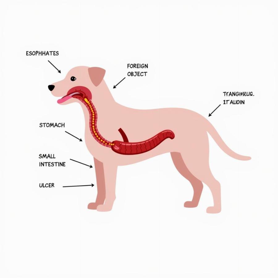 Causes of Hematemesis in Dogs