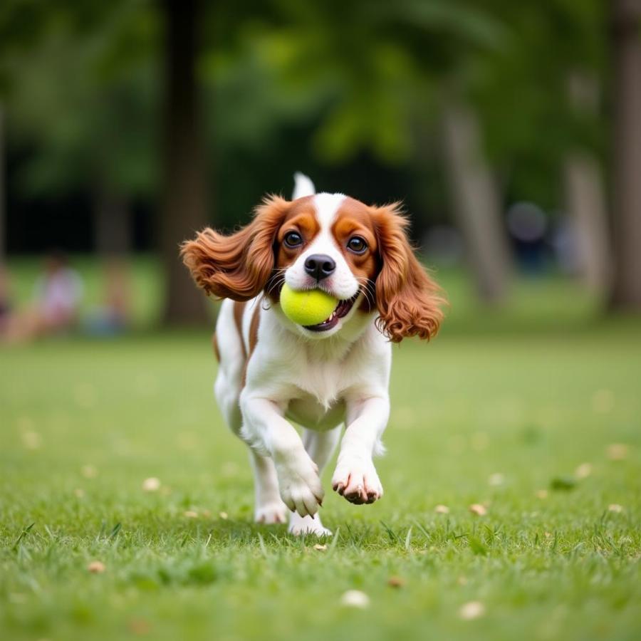 Cavalier King Charles Spaniel Playing Fetch