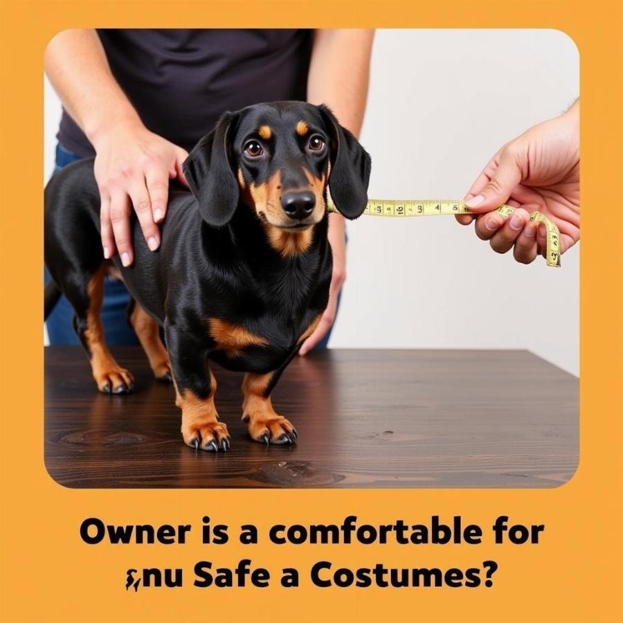 Measuring a Dachshund for a Costume