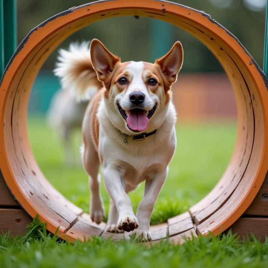 A happy dog navigating the agility course at Deeds Point Dog Park.