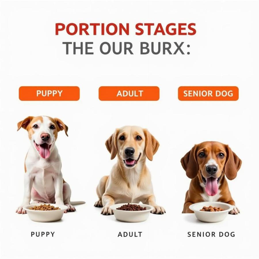 Dog Life Stages and Food Portions