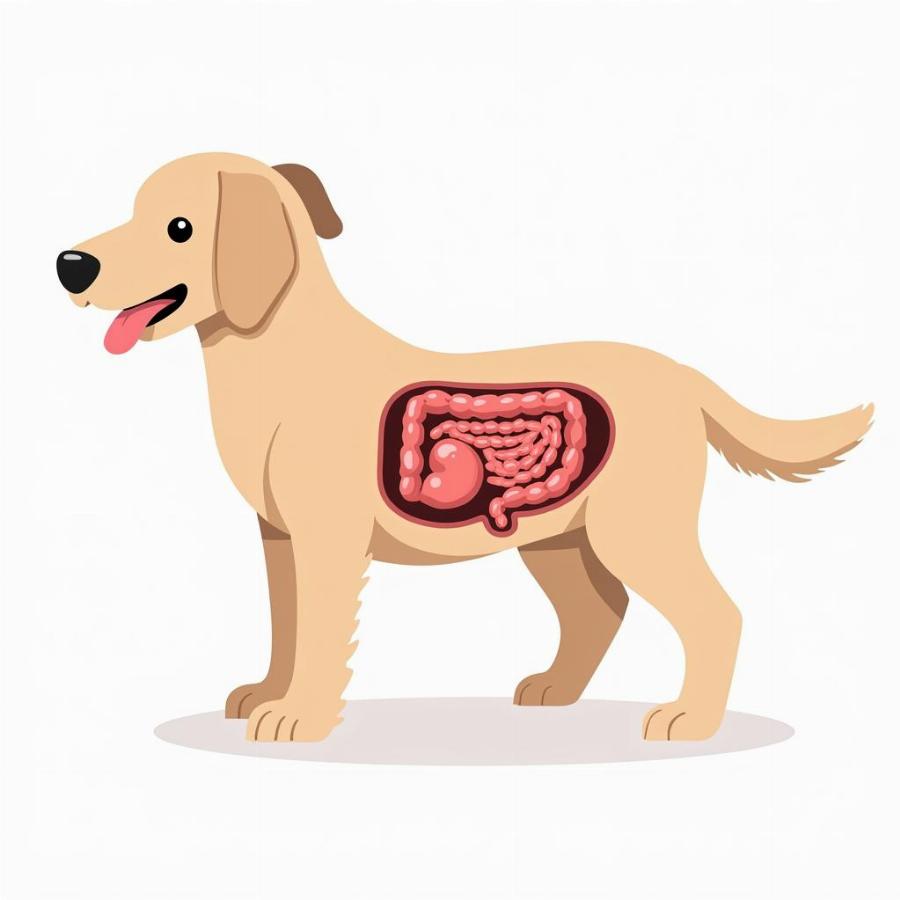 Dog's Digestive System