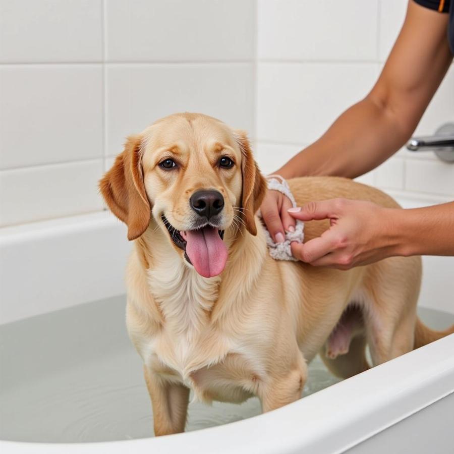 Dog Being Bathed