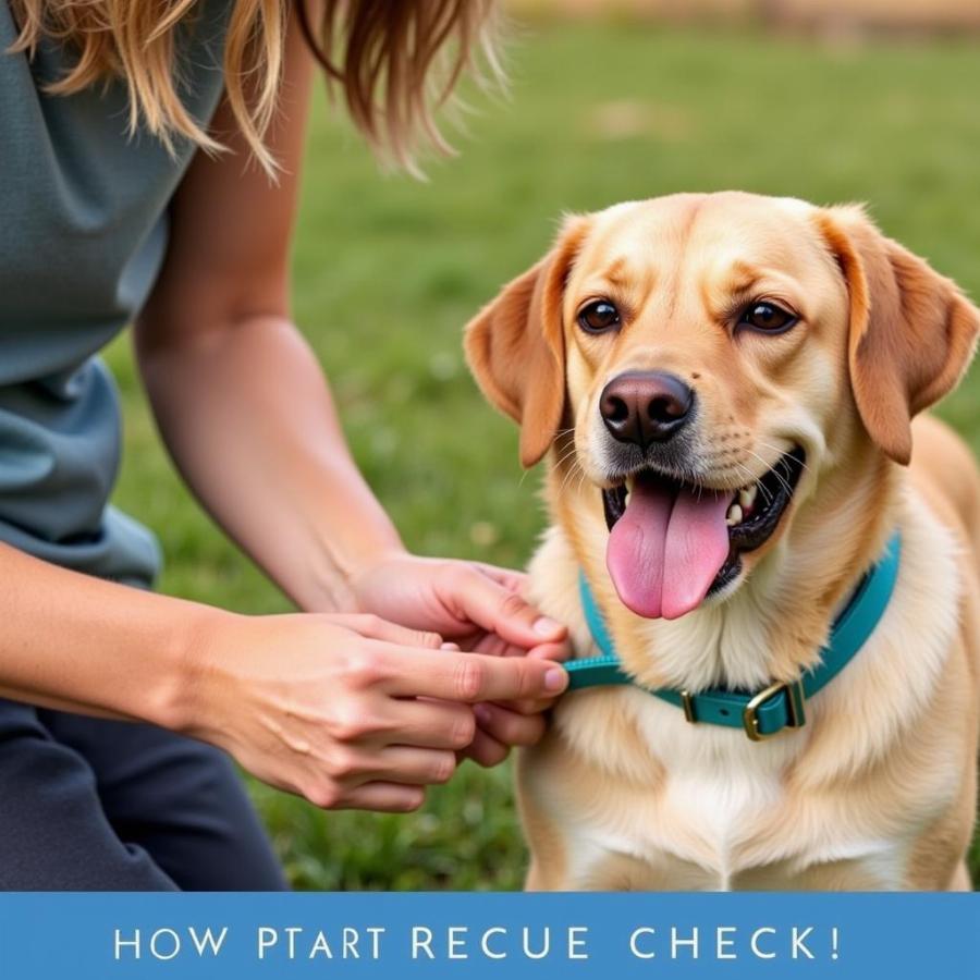 Checking a Dog for Ticks