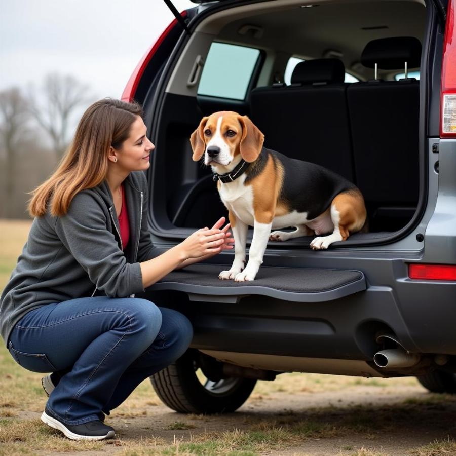 Introducing Dog to Back Seat Platform