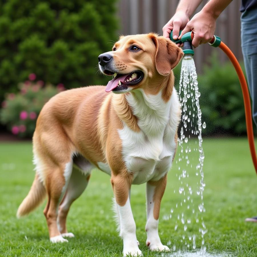 Dog Being Rinsed After Skunk Spray