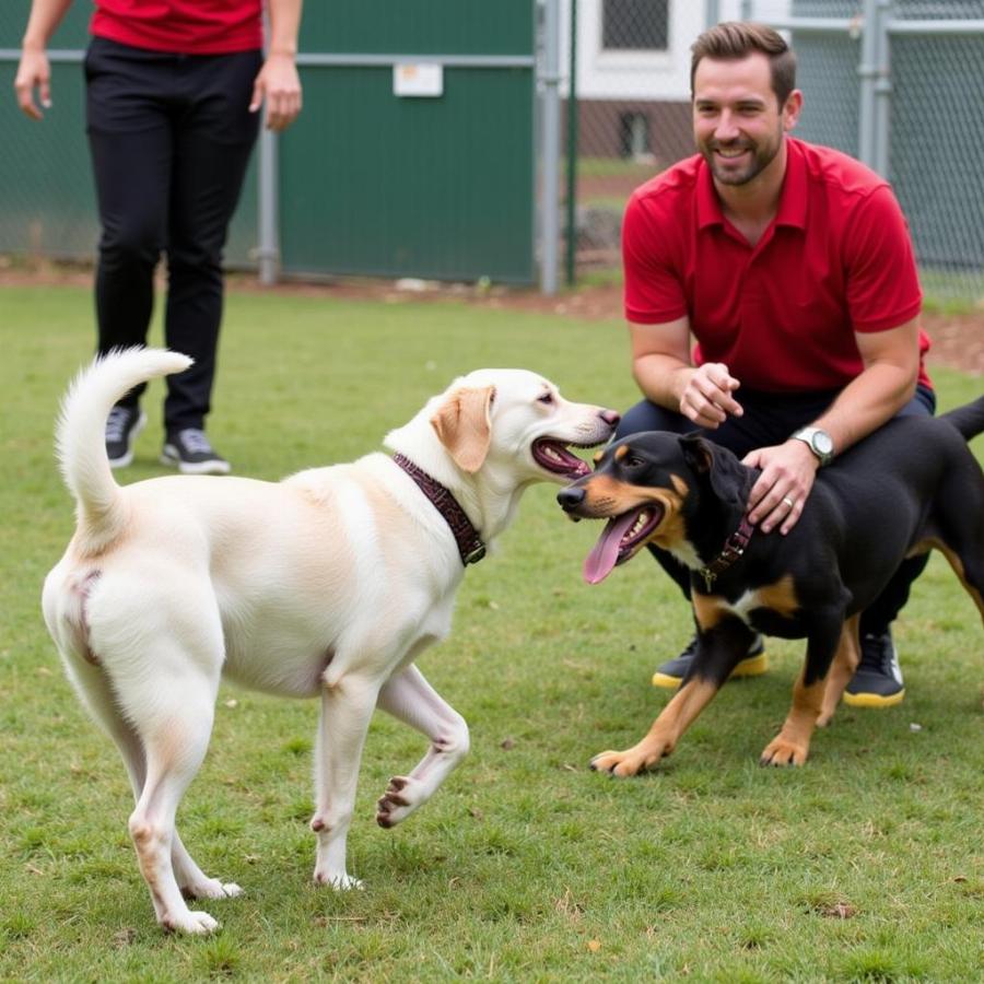 Dog Enjoying Playtime at Dog Boarding in Apex, NC