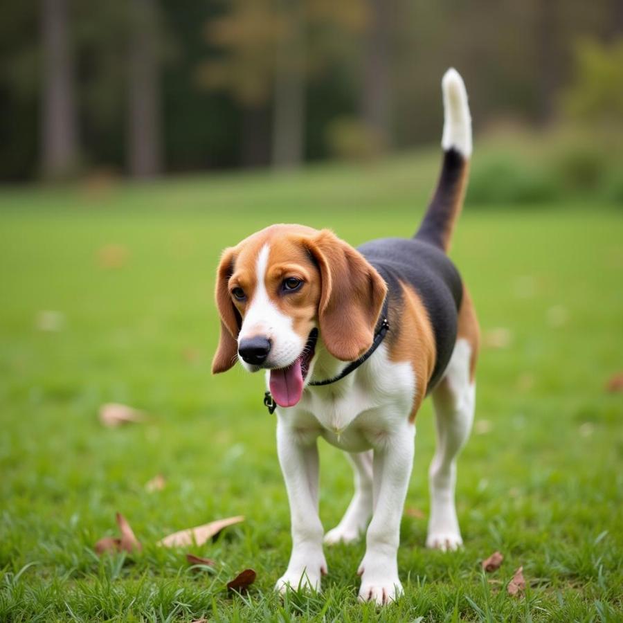 Dog Bow Greeting