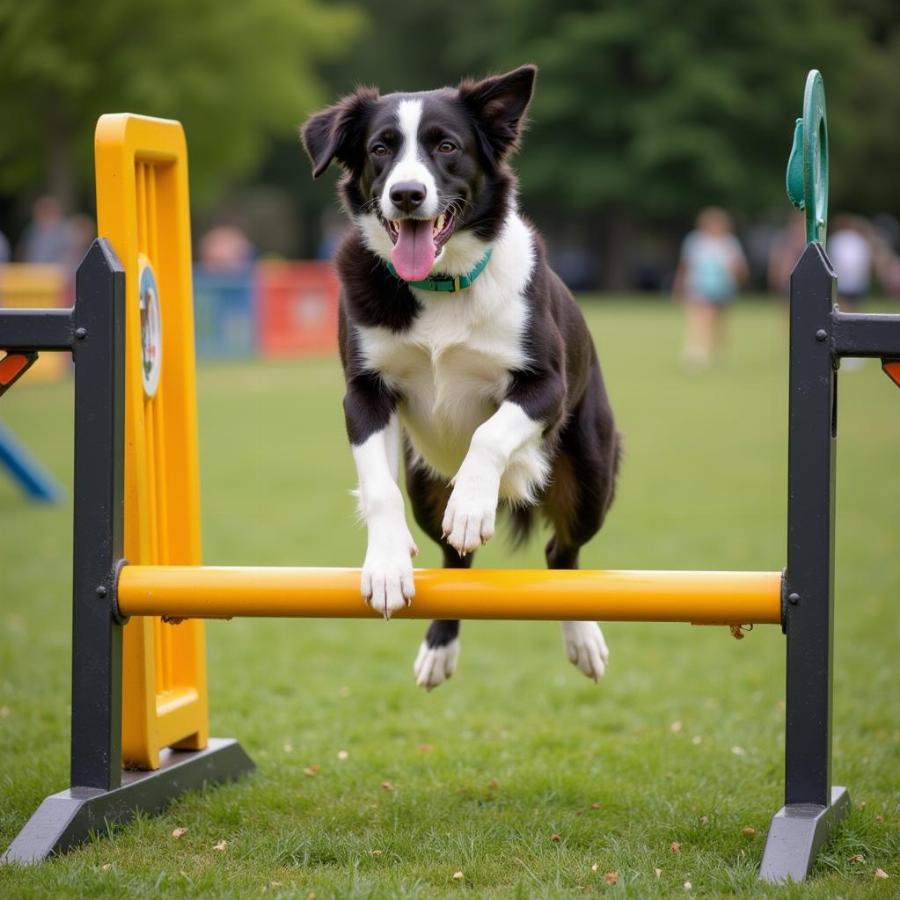 Dog Camp Agility Course