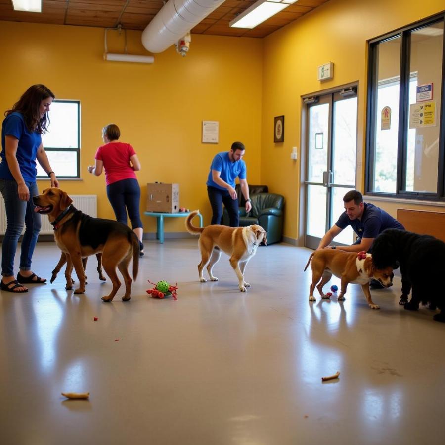 Dogs enjoying indoor playtime at a Santa Fe daycare