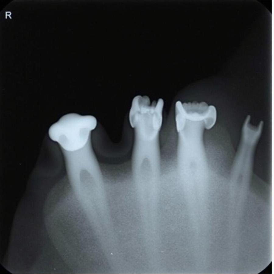 Dog Dental X-Ray