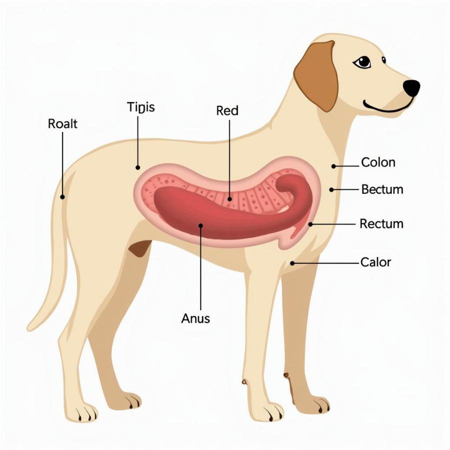 Dog Digestive System Diagram Showing Potential Bleeding Areas