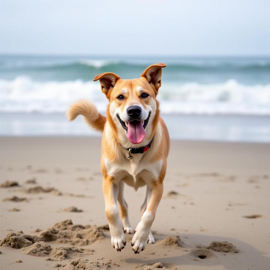 Dog Enjoying Activities in Monterey