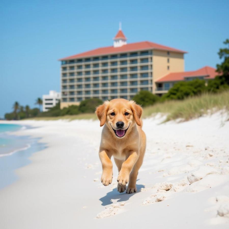 Dog-friendly hotel on Sarasota beach