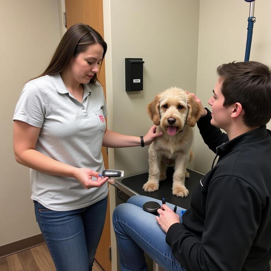 Dog Groomer Consultation in Medford