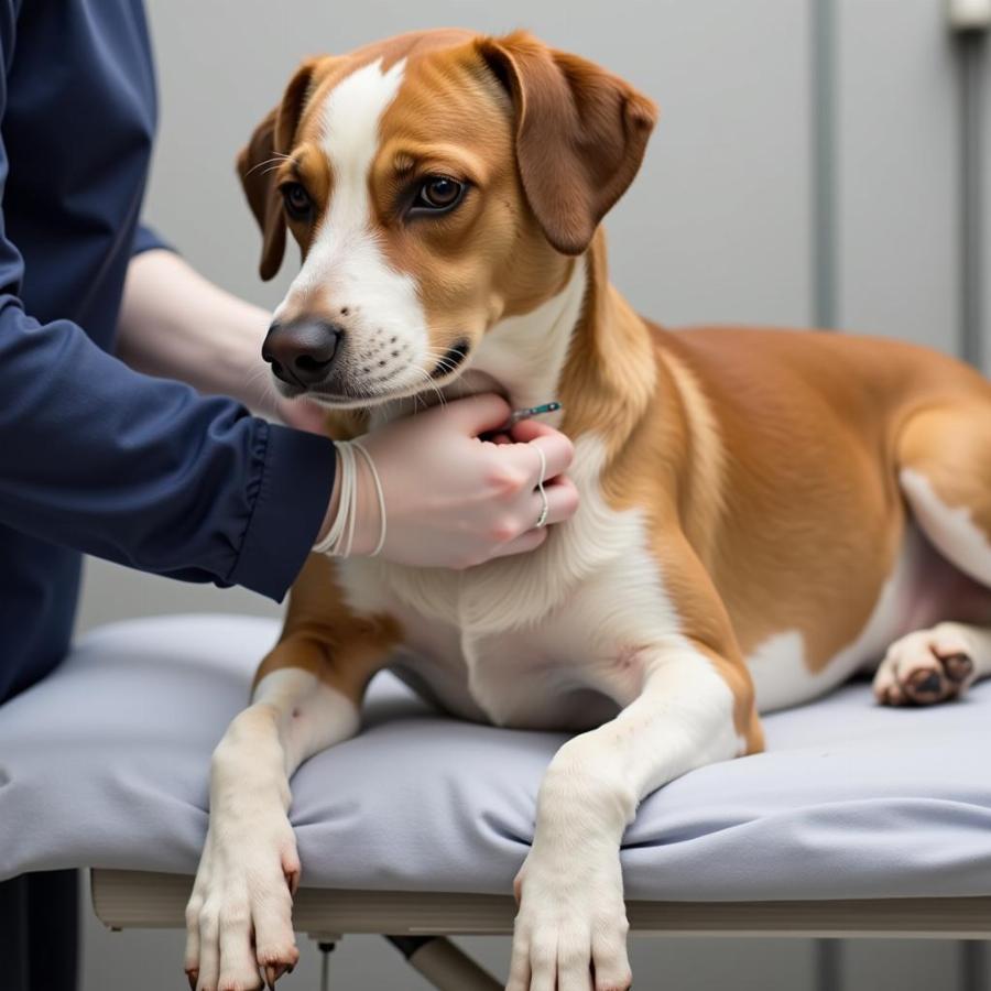 Dog undergoing needle aspiration procedure