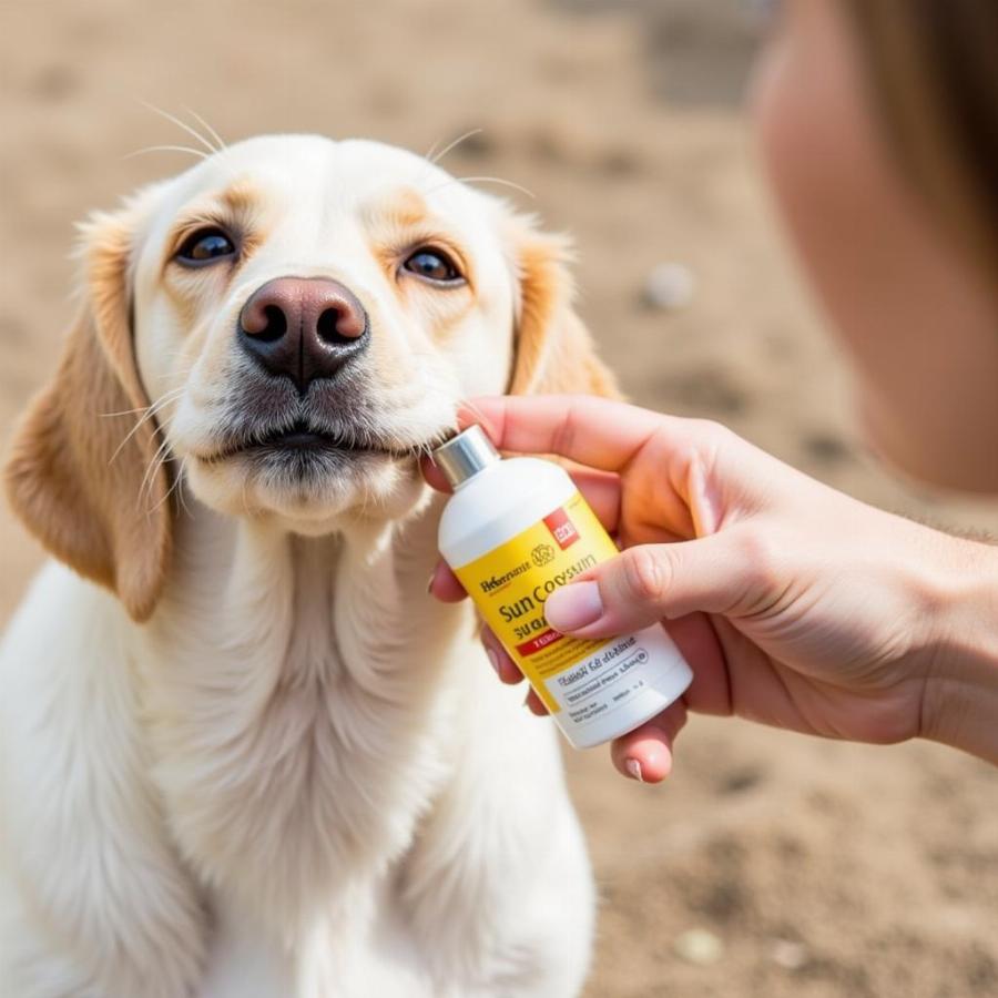 Applying Sunscreen to a Dog's Nose