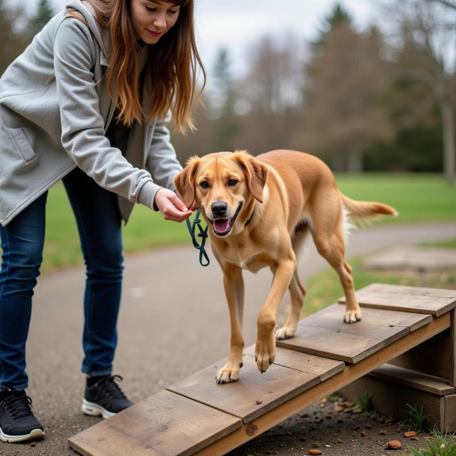 Dog owner training their dog to use a ramp