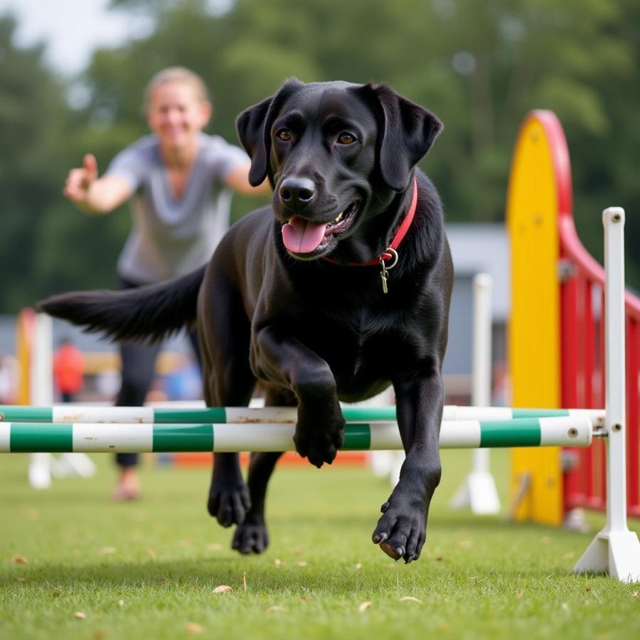 Dog navigating an agility course