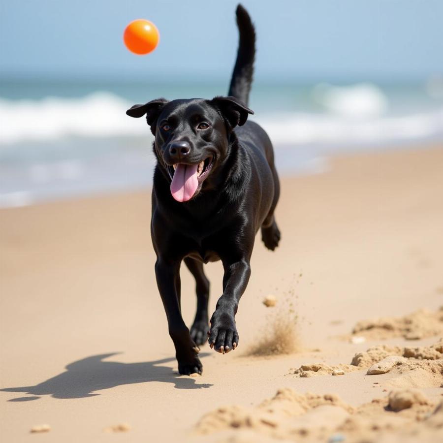 Retrieving a Ball During Fetch