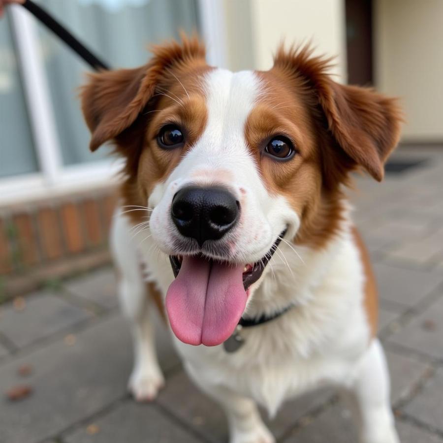 Dog Restless After Eating