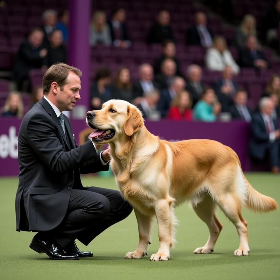 Dog Show Judge Examining a Dog