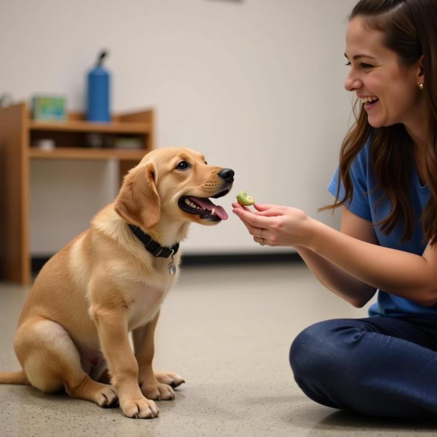 Puppy Training Classes in Vancouver WA