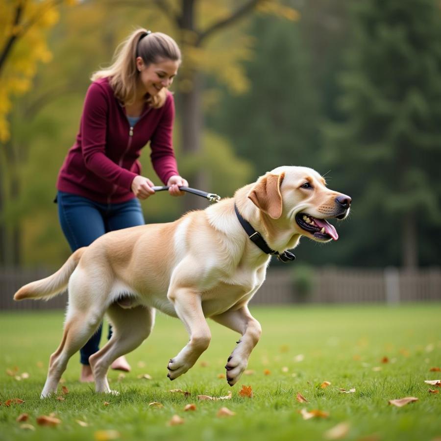 Dog Training with Owner Using Positive Reinforcement