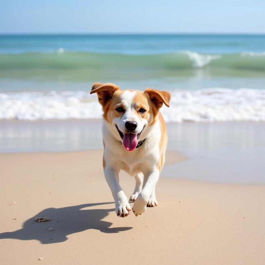 Dog Walking on Fort Bragg Beach