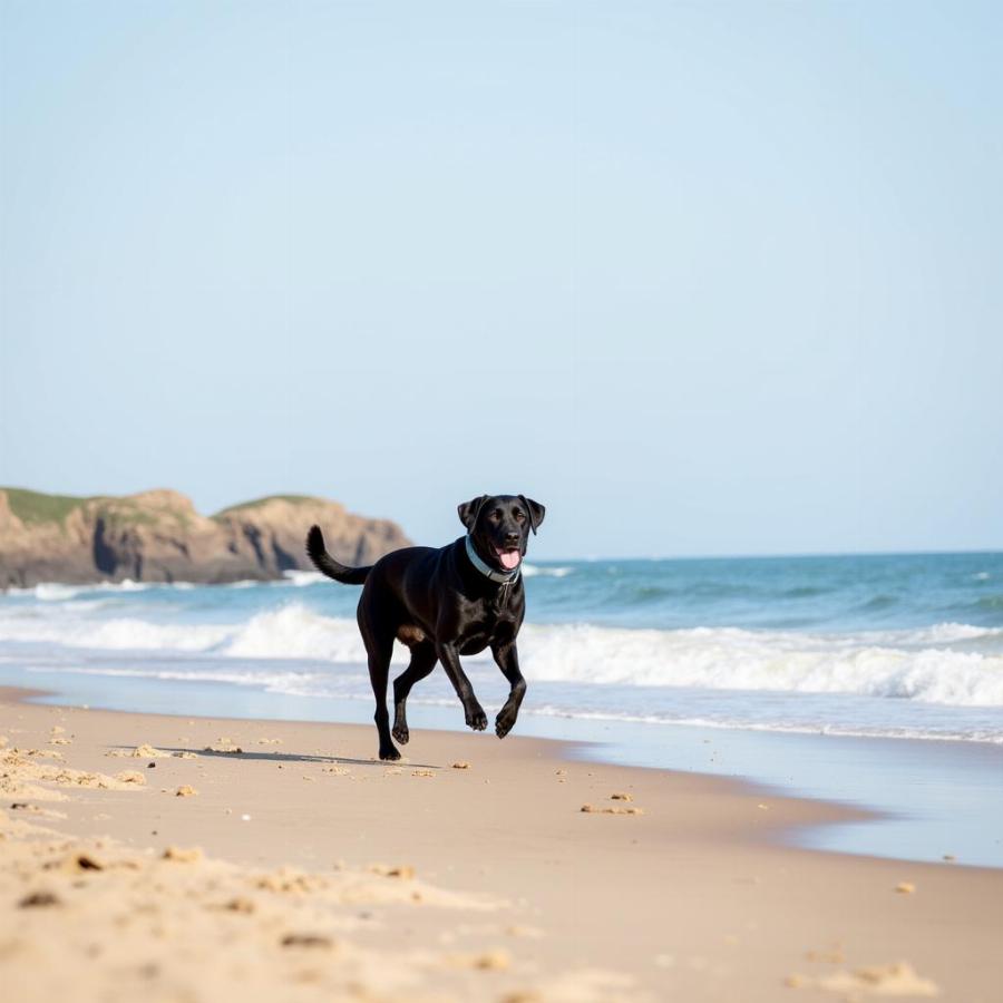 Dog Walking on Nantucket Beach