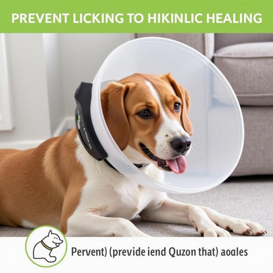 Dog with an e-collar to prevent licking