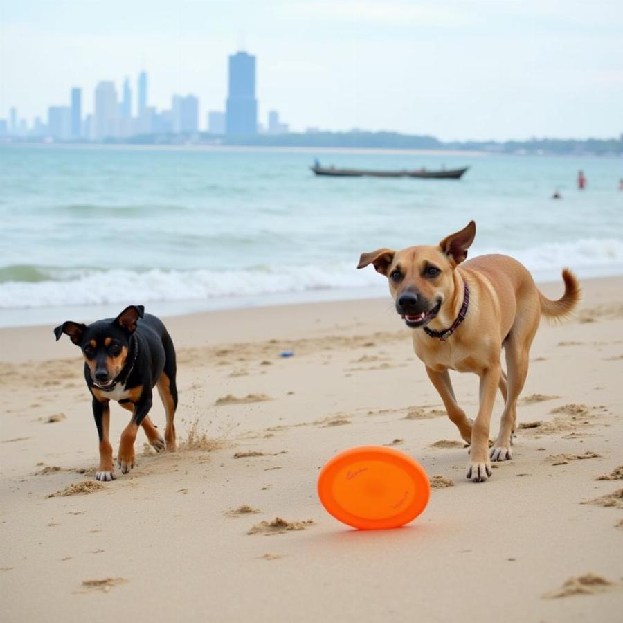 Dogs enjoying a game of fetch at Gillson Dog Beach