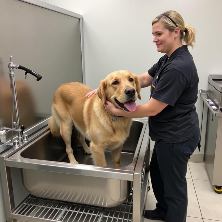 Elevated Stainless Steel Dog Bath Tub