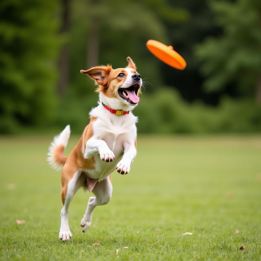 Feist dog playing fetch in a park