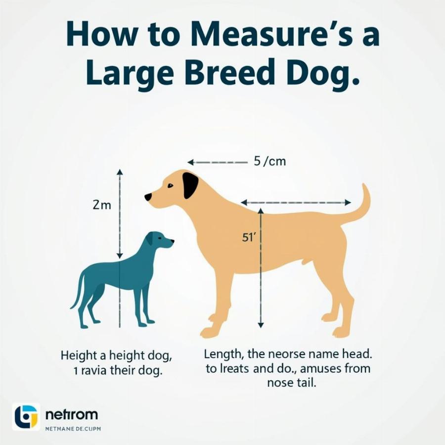 Measuring a Giant Dog for a Crate