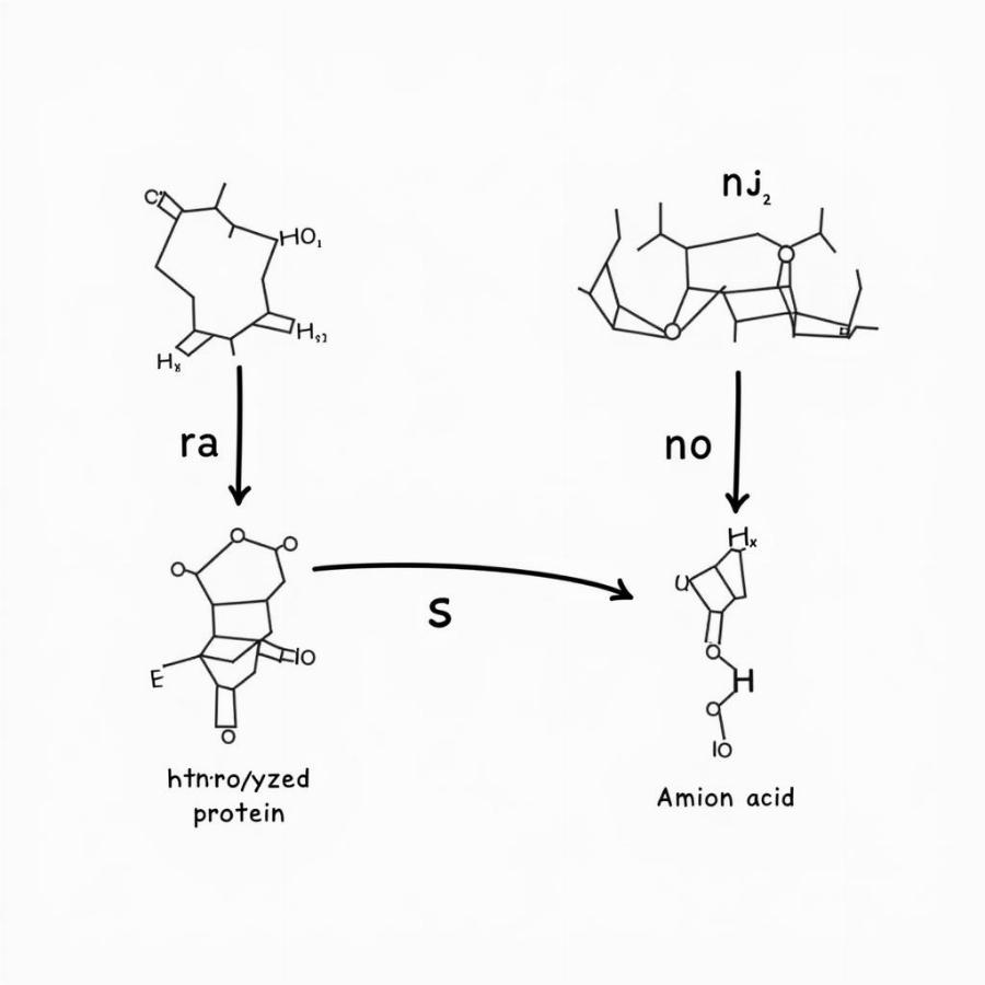 Diagram of Hydrolyzed Protein