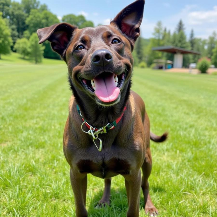 Dog Park Fun