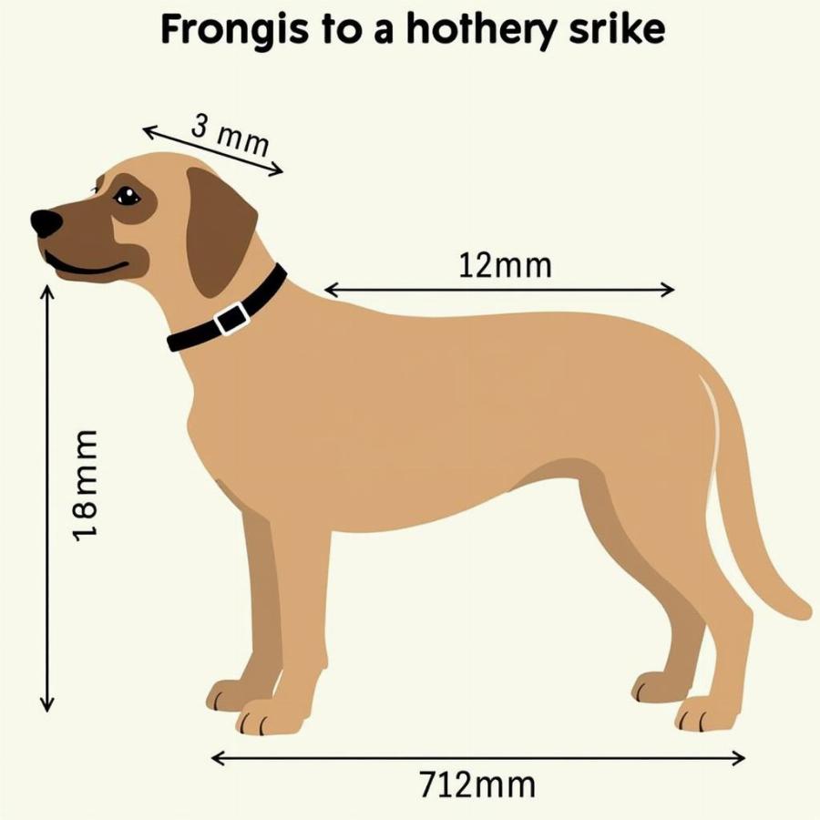 Properly Measuring Your Dog for a Bailey Chair