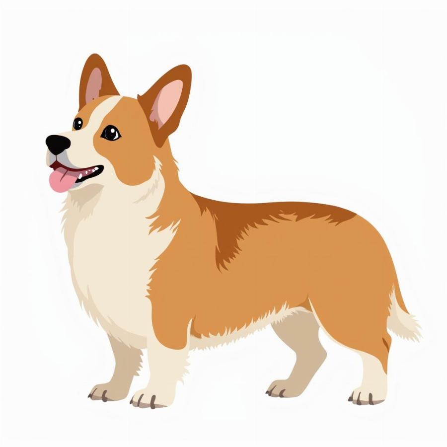 pembroke welsh corgi with large, pointed ears