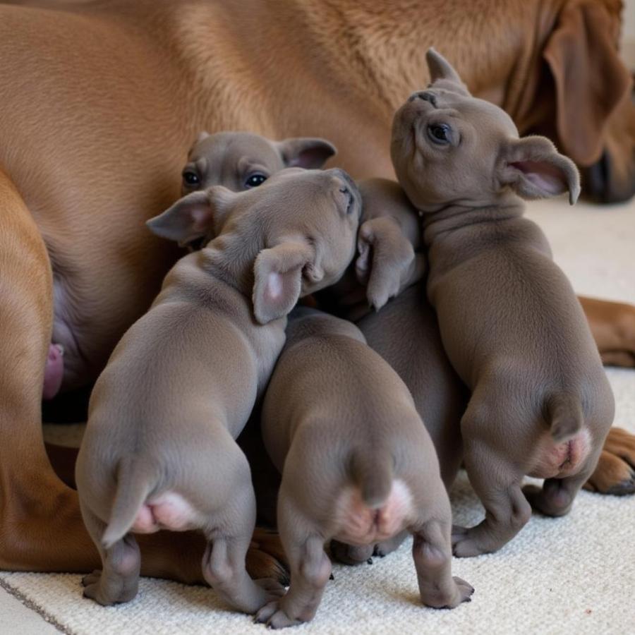 Pitbull Puppies Nursing