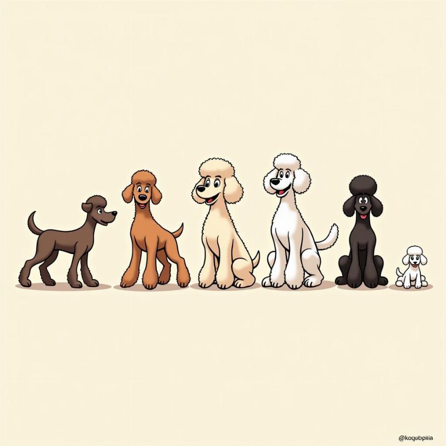 Poodle Evolution Cartoon