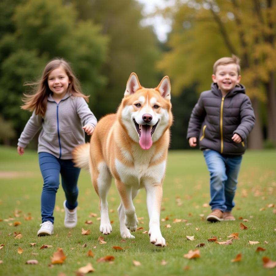 Red husky dog playing with a family