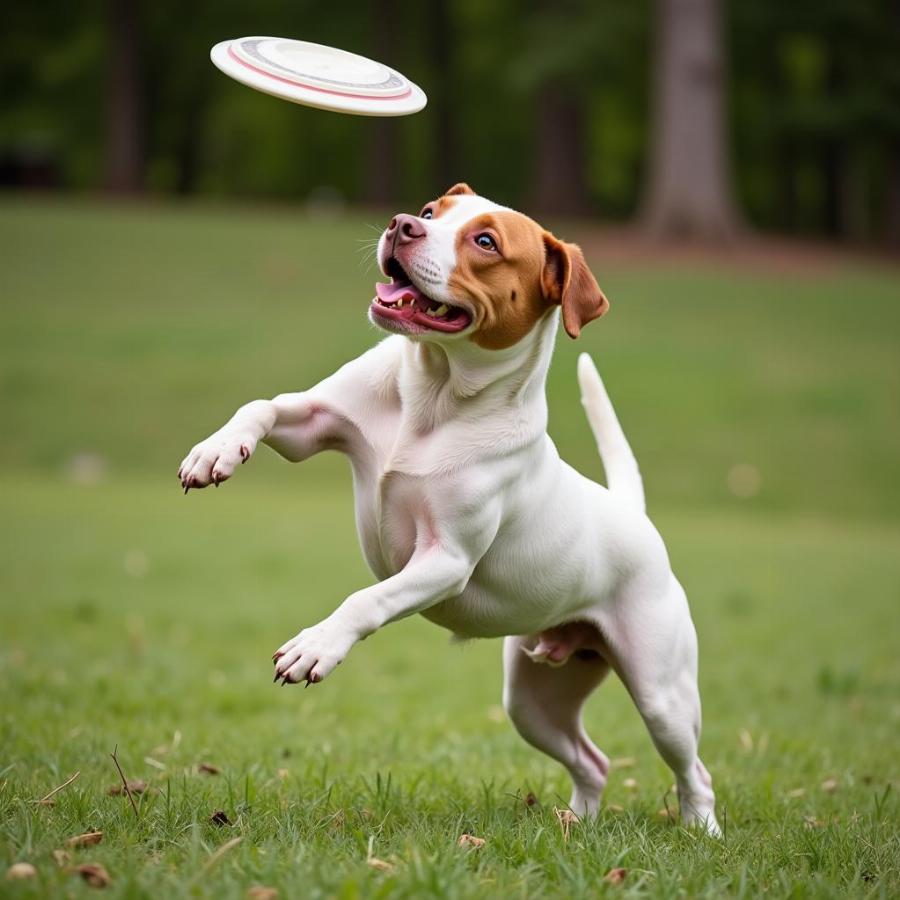 Red Nose Pitbull Playing Fetch