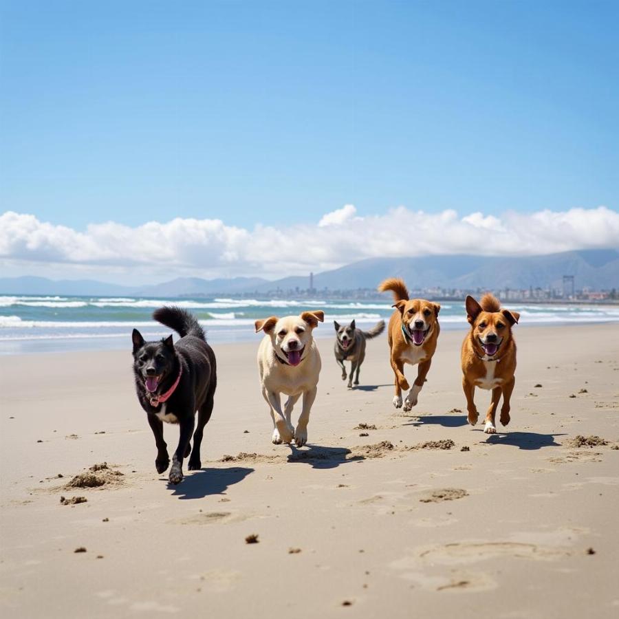 Dogs playing on Rosie's Dog Beach